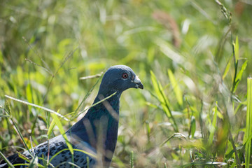 草むらの中にいる鳩
