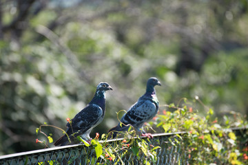 フェンスに停まる2羽の鳩
