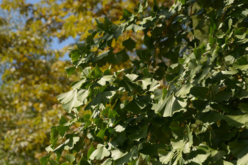 big gingko tree in autumn, ginkgo biloba or maidenhair tree leaves on a tree in late summer in germany