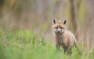 Red fox kit