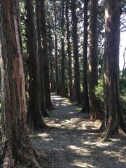 path in forest