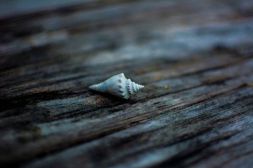 Sea Shell