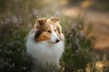 red dog in the woods. Fluffy sheltie in nature - obrazy, fototapety, plakaty