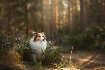 red dog in the woods. Fluffy sheltie in nature