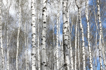 Obraz premium Young birches with black and white birch bark in spring in birch grove