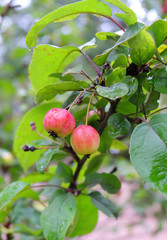 Red fruits of wild apple tree on a branch in autumn.