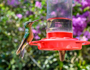 Beautiful Colibri  feeding in a garden.