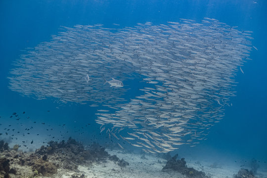 Two giant trevallies join a school of pelican barracuda (Sphyraena idiastes) in Siquijor Island, Philippines.
