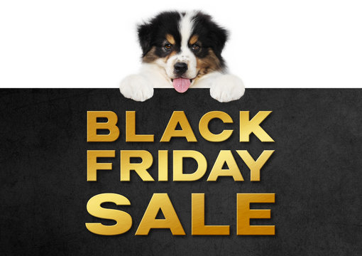 funny pet puppy dog showing black friday sale golden text written on black placard isolated on white background