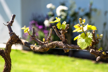 Spring Vines
