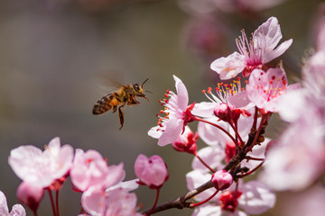 bee flying towards a flower