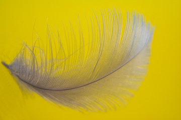 Feather top view. Close-Up. With yellow background - Isolated.
