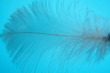 Feather laying on blue background. Texture for design