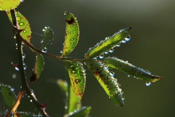 Dew drops on leaves of rose hip 