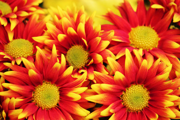 background with colorful red or yellow or orange chrysanthemums