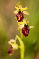 Ophrys aranifera  commonly known as the spider orchid