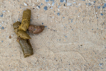 Dog golden poop on the street.Close up feces, background of dog poop on the soil ground.dog feces on gravel floor. shit dog on cement floor and Fly.