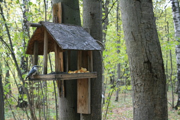 wooden birdhouse on tree