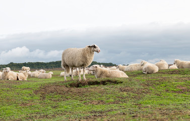 group of Sheep animals