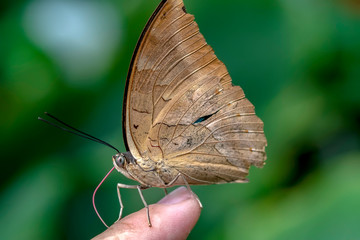 Fototapeta na wymiar Blue Morpho, Morpho peleides, big butterfly sitting on green leaves, beautiful insect in the nature habitat