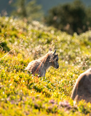 Steinbock Jungtier auf Alpwiese