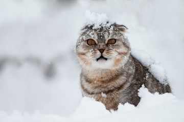 Disgruntled cat under the snow. Snow falls on the cat. The first snow. First day of winter. Winter...
