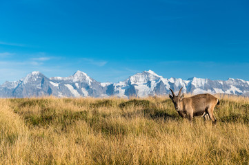 Steinbock vor den Gipfeln von Eiger, Mönch und Jungfrau