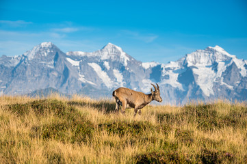 Steinbock vor den Gipfeln von Eiger, Mönch und Jungfrau