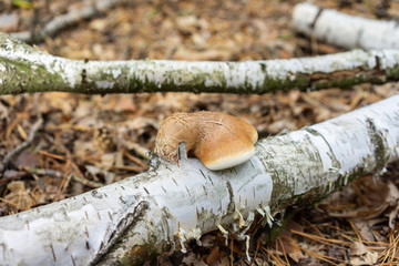 Huba na brzozie © SebbPL