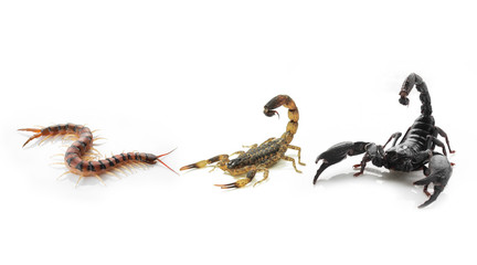 Three Poisonous animals, Scorpion, Centipedes on white background.