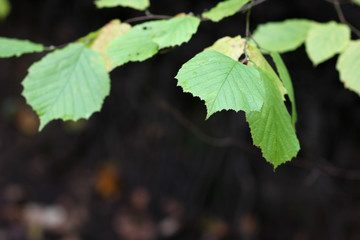 forest hazel leaves close - up on a blurred background