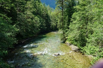 Fototapeta na wymiar river in forest