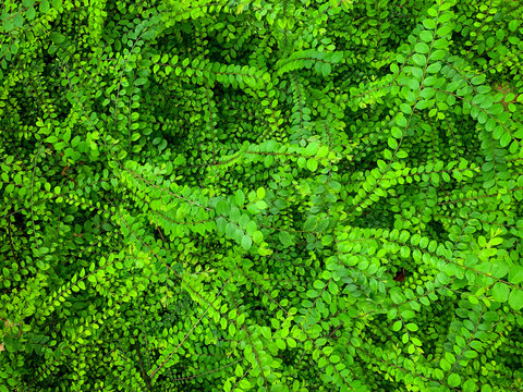 Green leave ivy covered concrete wall texture background. Plant wall for air purifying. Green wall ivy for reduce energy consumption in building. Green leave ivy wall absorption dust for clean air.