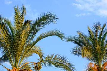 Obraz premium Palm branches on a background of blue sky with clouds.