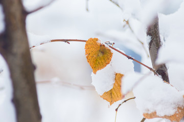 Yellow dry leaves on a tree covered with a thick layer of snow_