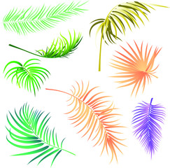 vector set of palm leaves of different colors on white background