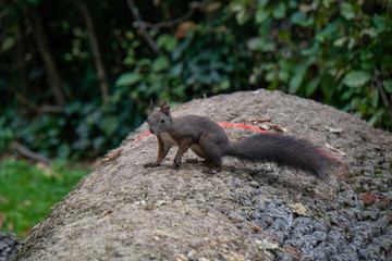Eichhörnchen auf Baumstamm am Boden