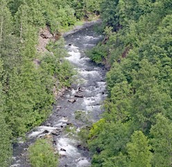 Fototapeta na wymiar stream in forest