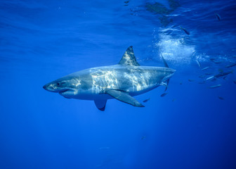 Naklejka premium Great White Shark, Cage Diving, Guadalupe Island, Isla Guadalupe, White Shark