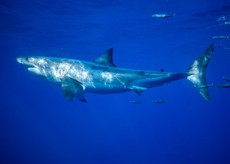 Great White Shark, Cage Diving, Guadalupe Island, Isla Guadalupe, White Shark