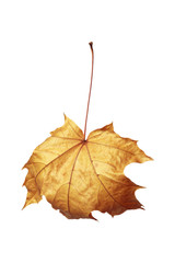 autumn maple leaf isolated on white background