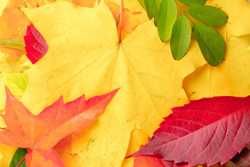 Autumn background multicolored yellow green red leaves