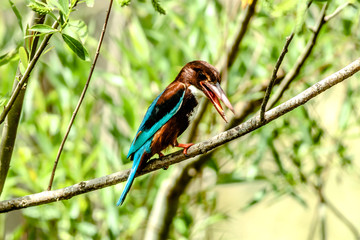 white throated king fisher portarait
