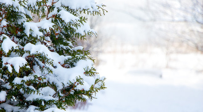 Snow covered fir tree on light background in sunny weather, copy space_