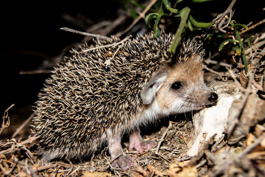 cute hedgehock hidding in a bush