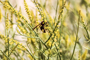 hornet on a yellow flower
