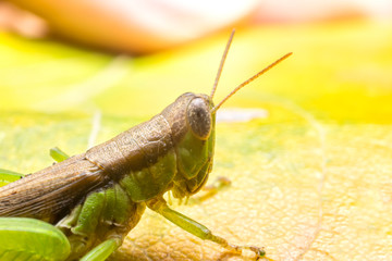 Close up of the Grasshoppers standing on green leaves with black background. Selective focus of the Caelifera on green leaf.