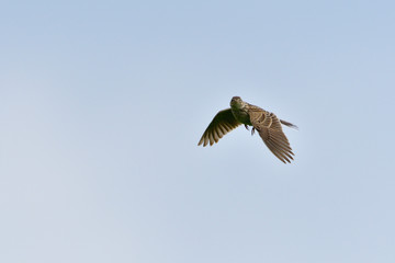 Obraz premium Singende Feldlerche im Flug 