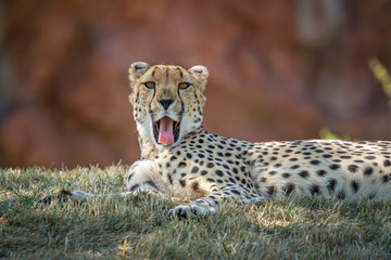 Cheetah 