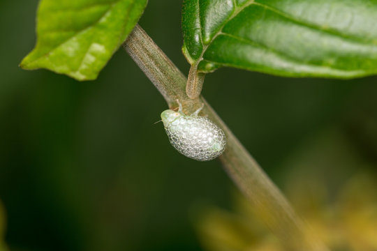 spittle bug